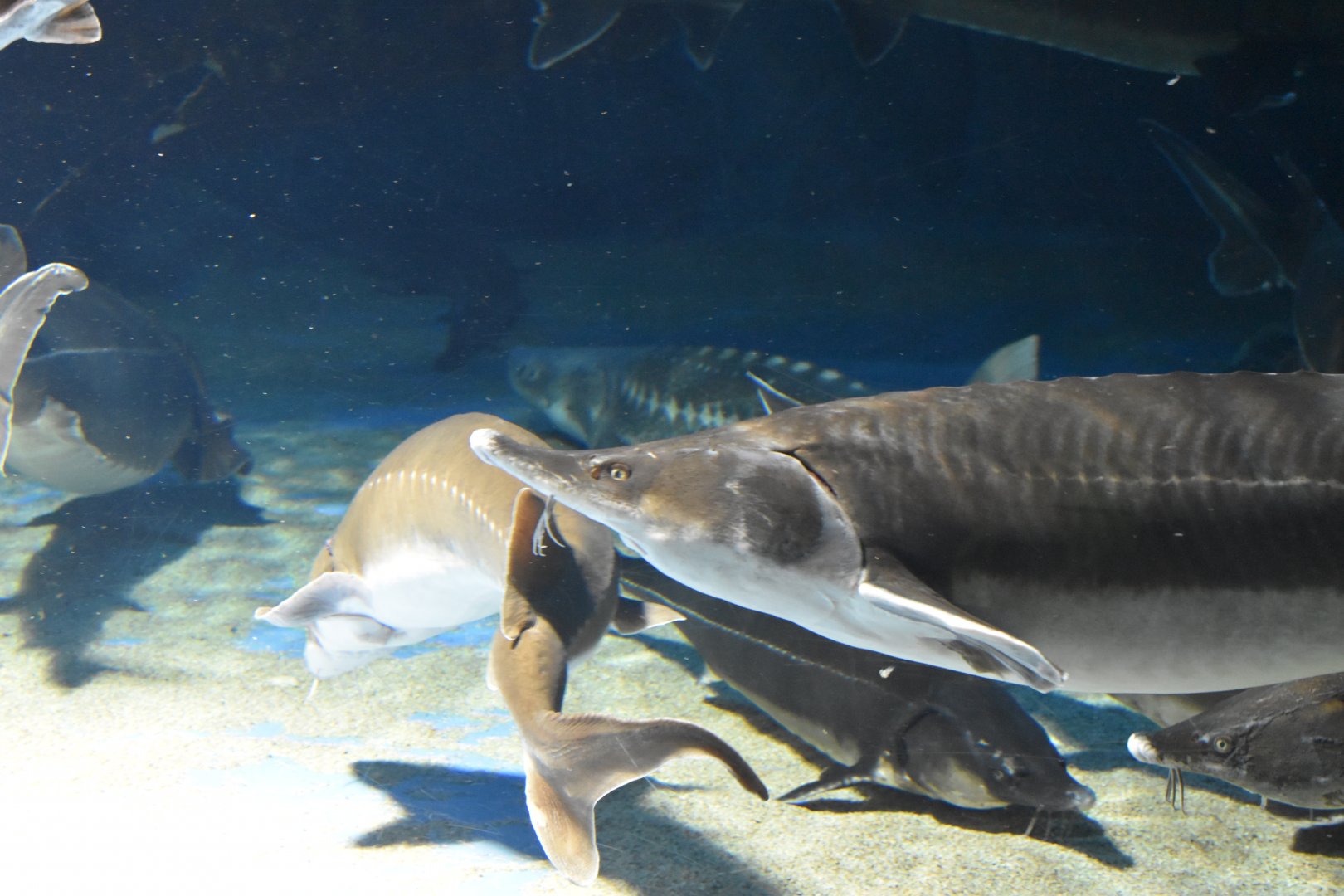 Sturgeons ~ October 28th, 2022