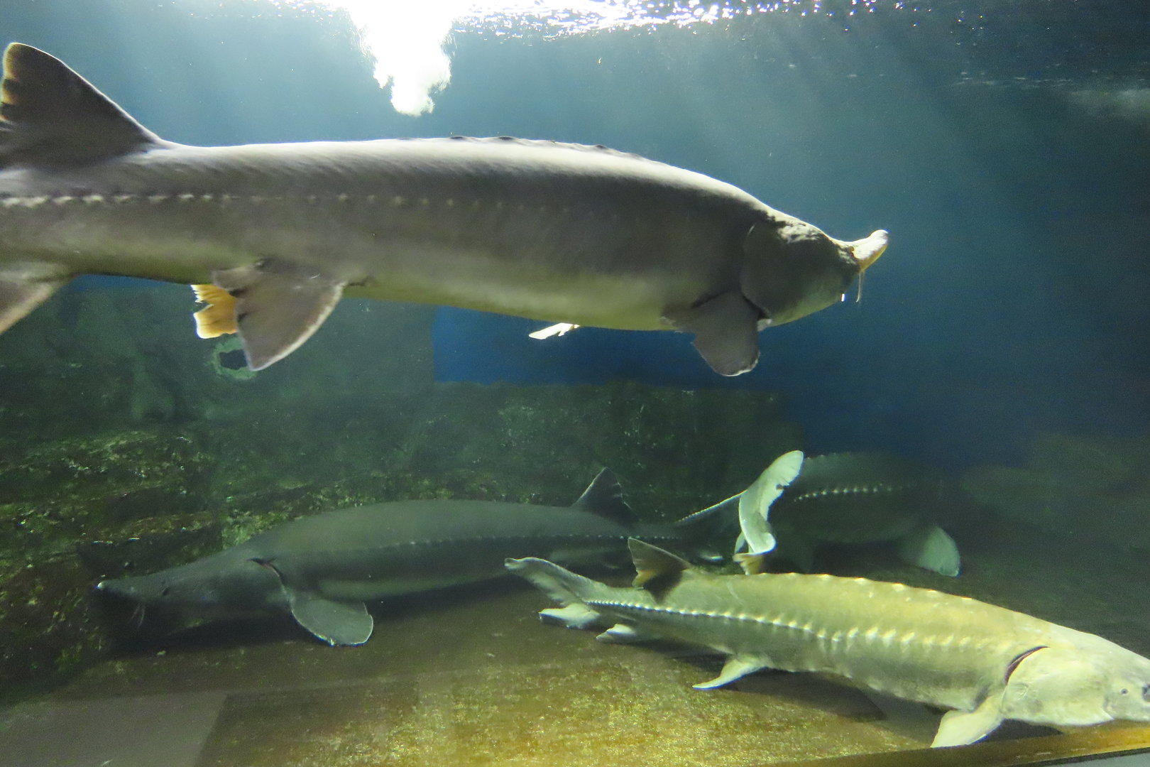 Sturgeons