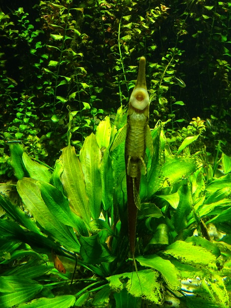 Sturisoma robustum or Farlowella hahni