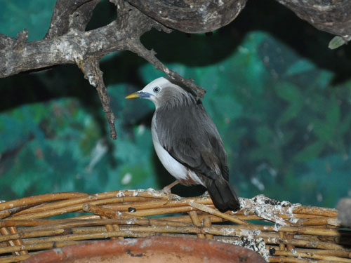 Sturnia malabarica nemoricola / Chestnut-tailed starling at Pata Zoo