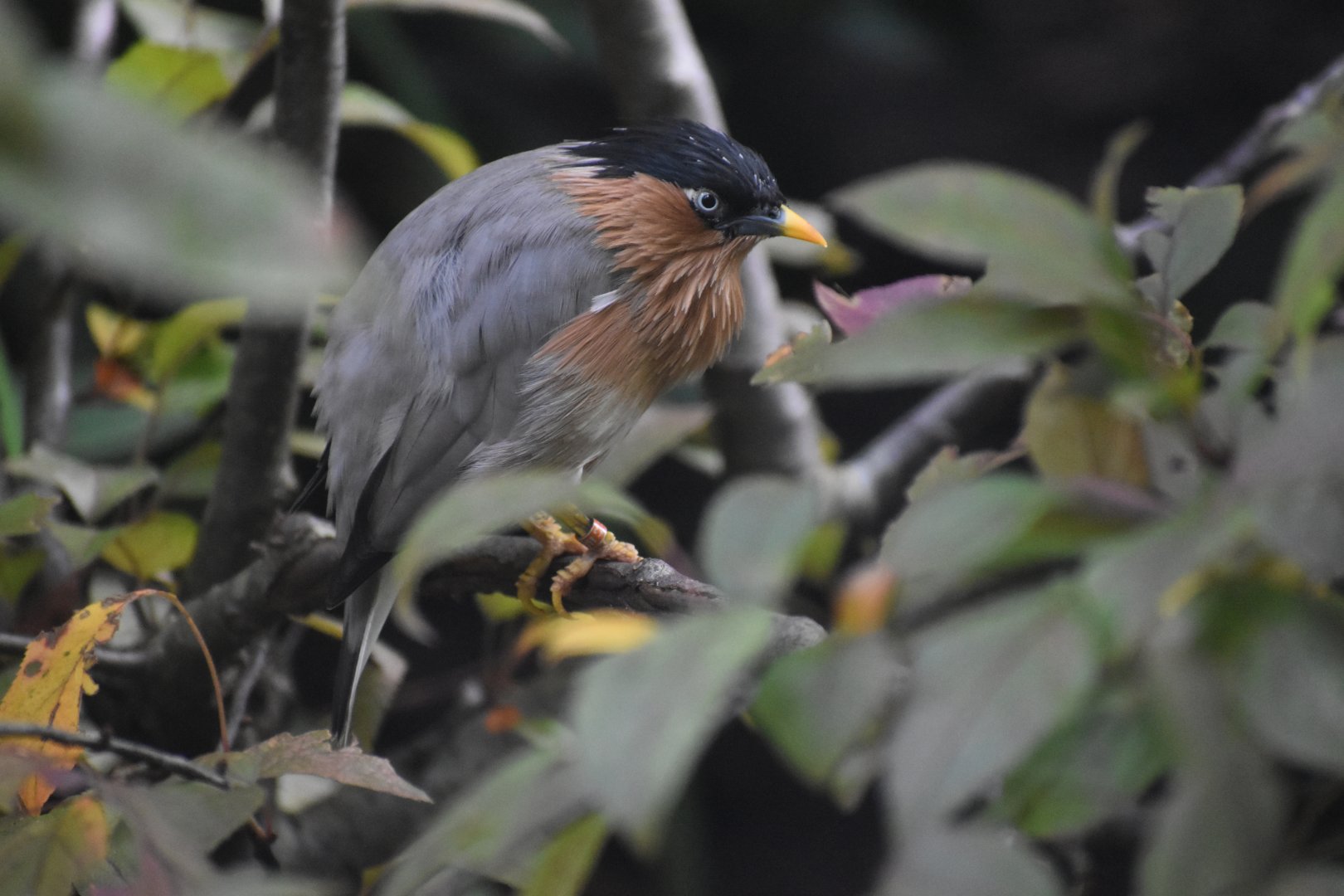 Sturnia pagodarum - Brahminy Starling