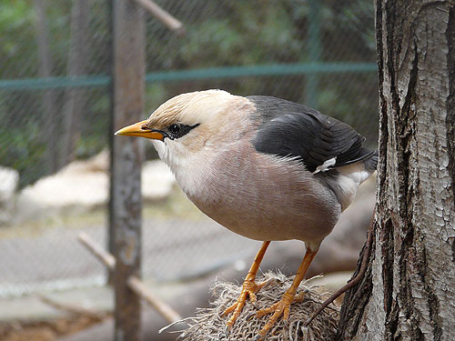 Sturnus burmannicus / Jerdon's starling at Haifa Educational Zoo & Botanical Garden