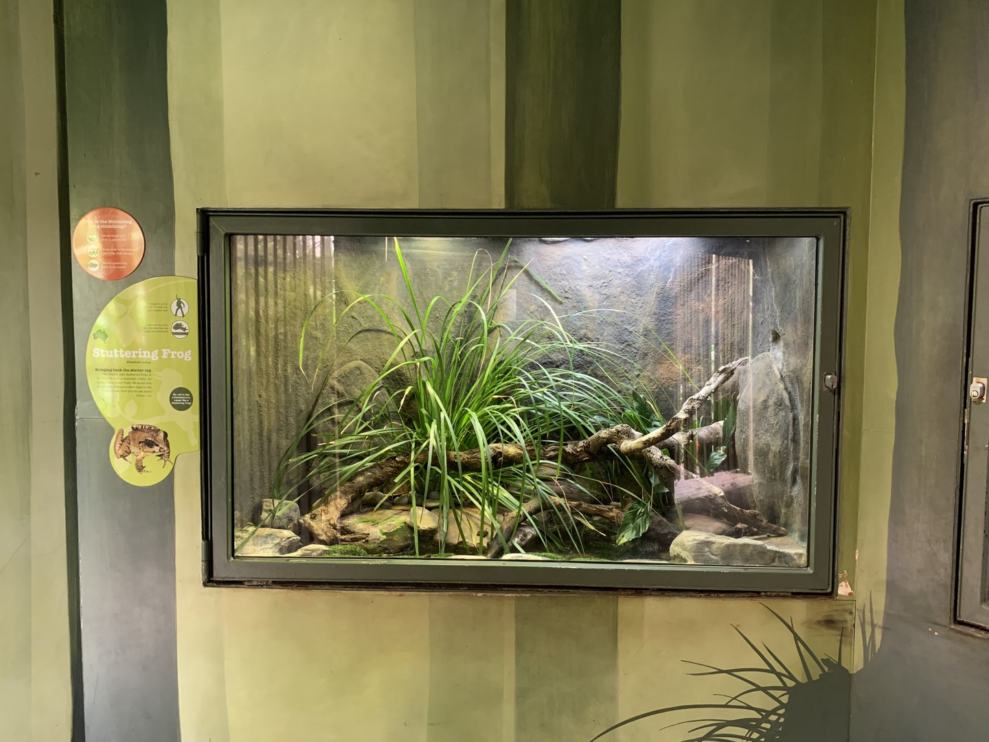 Stuttering Frog Exhibit
