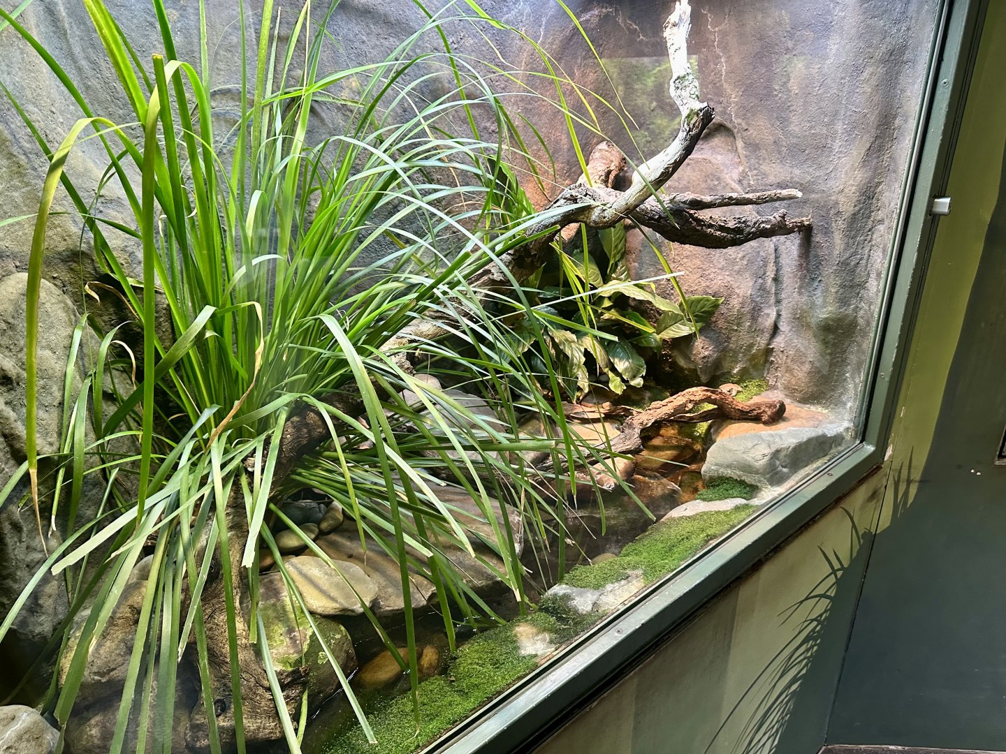 Stuttering Frog Exhibit