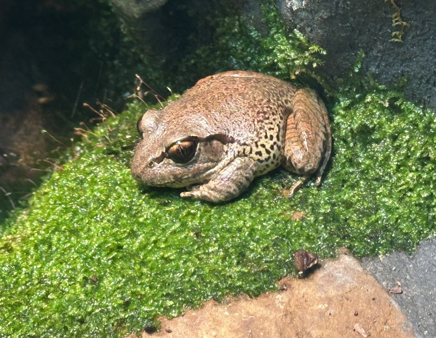 Stuttering frog (Mixophyes balbus)