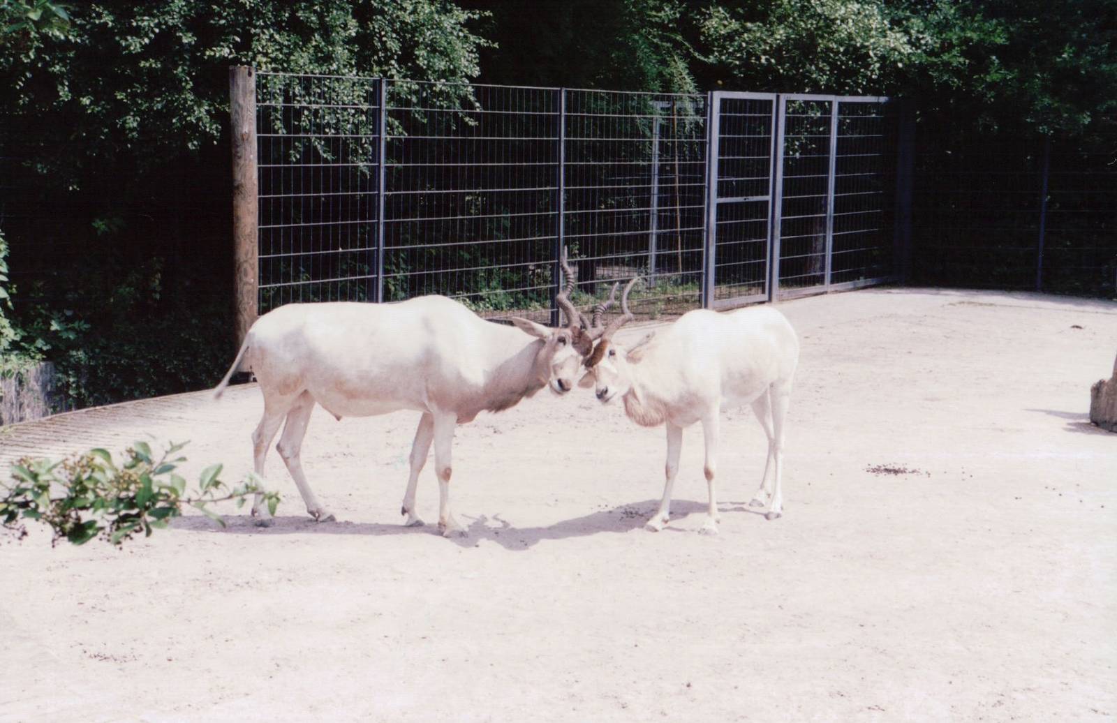 Stuttgart 1999 - Addax