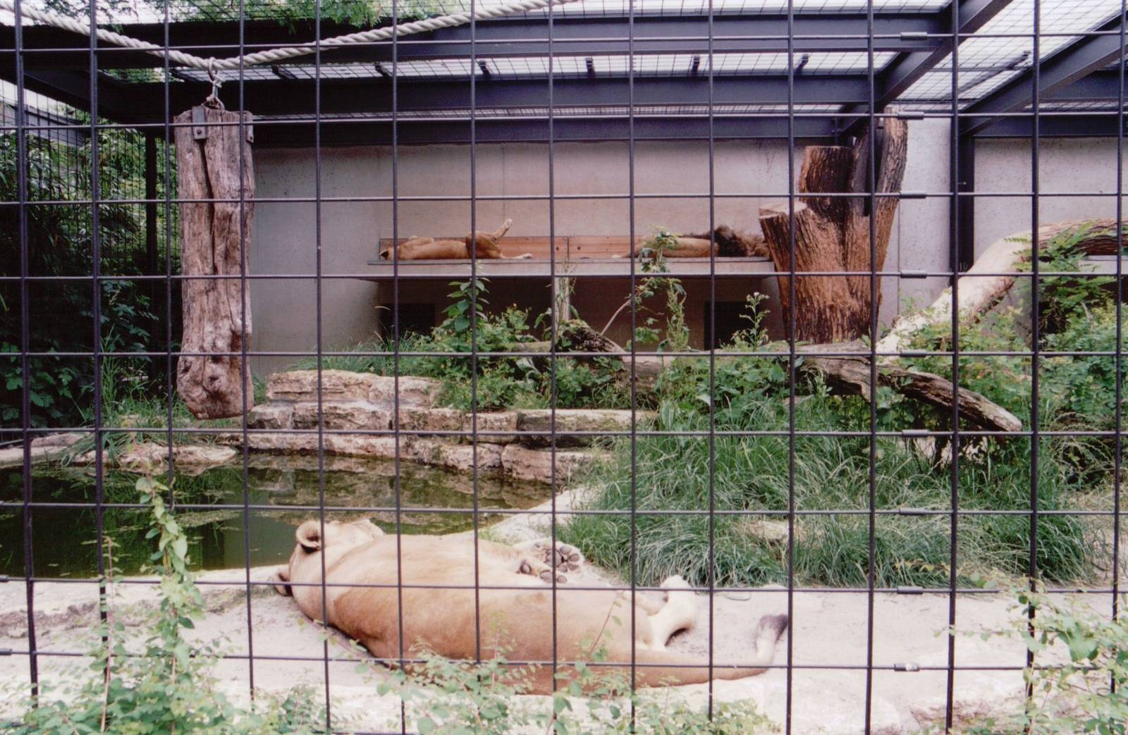 Stuttgart 1999 - African Lion exhibit