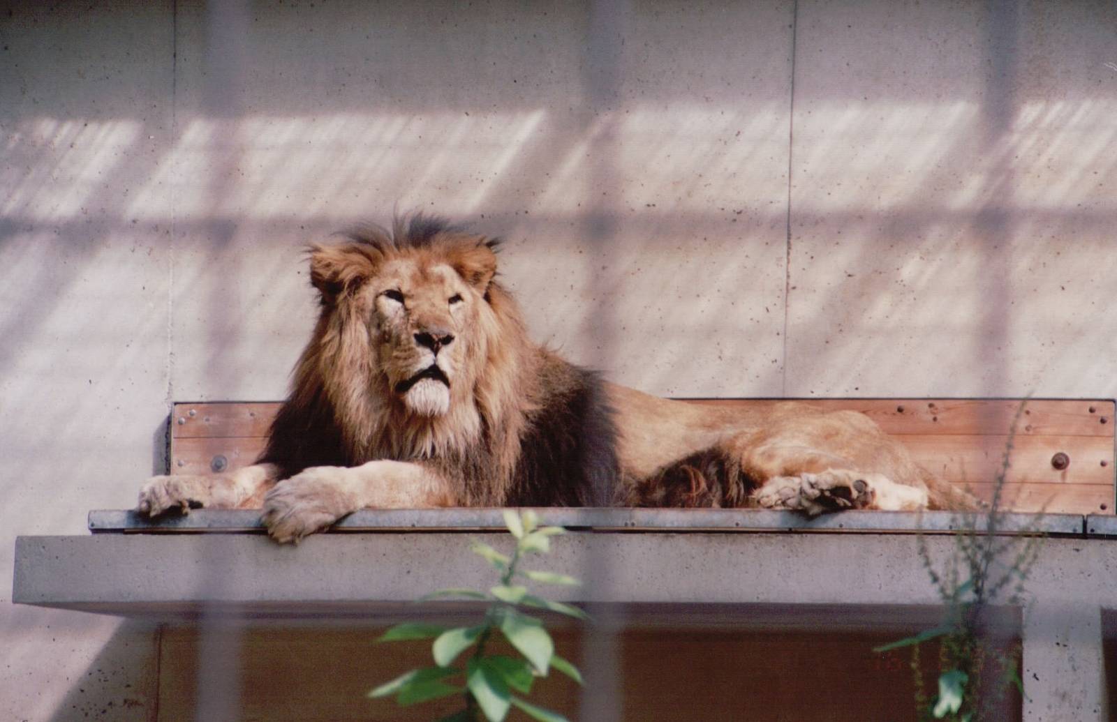 Stuttgart 1999 - African Lion male