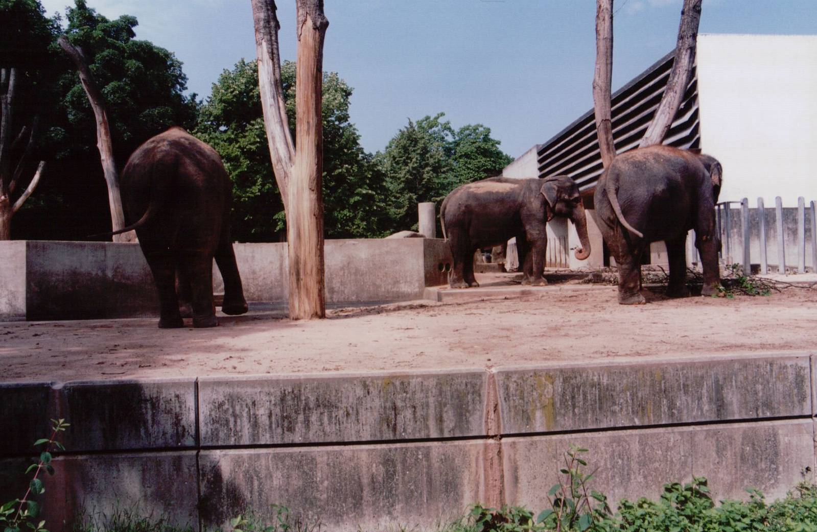 Stuttgart 1999 - Asiatic Elephant exhibit