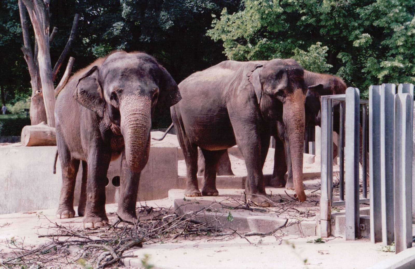 Stuttgart 1999 - Asiatic Elephants