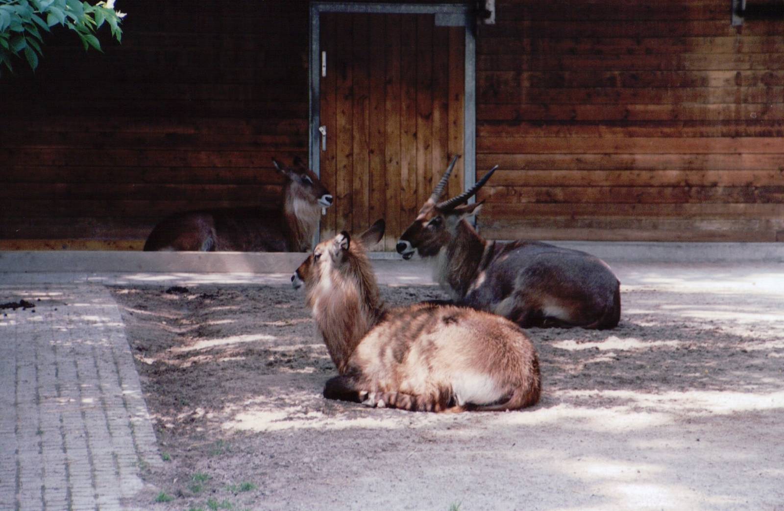 Stuttgart 1999 - Defassa Waterbuck