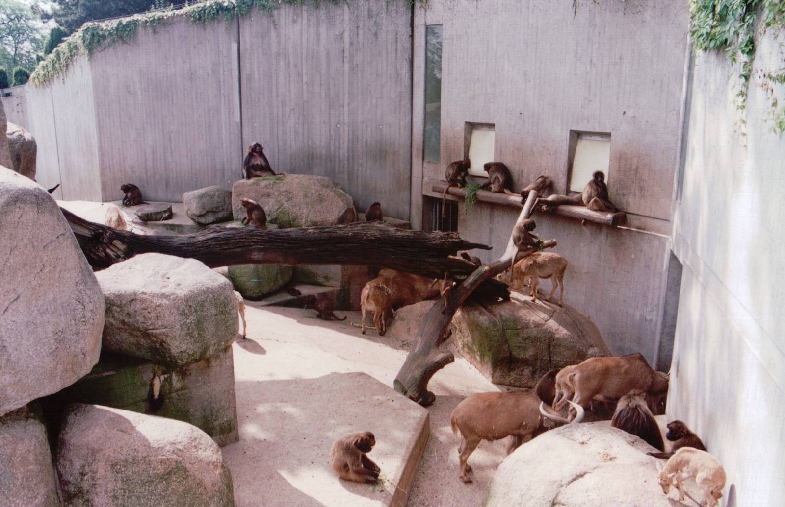 Stuttgart 1999 - Gelada Baboon and Barbary Sheep exhibit