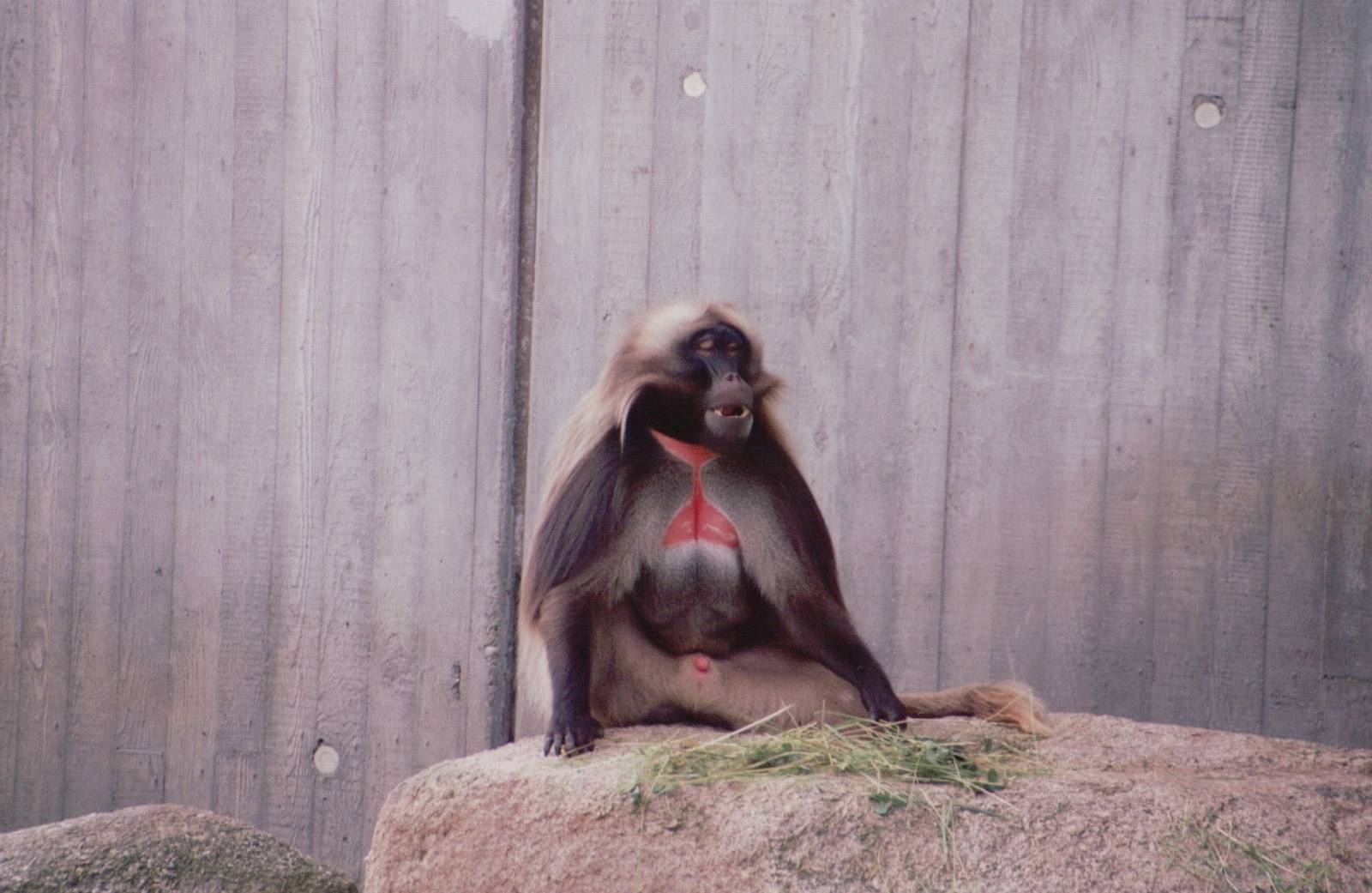 Stuttgart 1999 - Gelada Baboon male