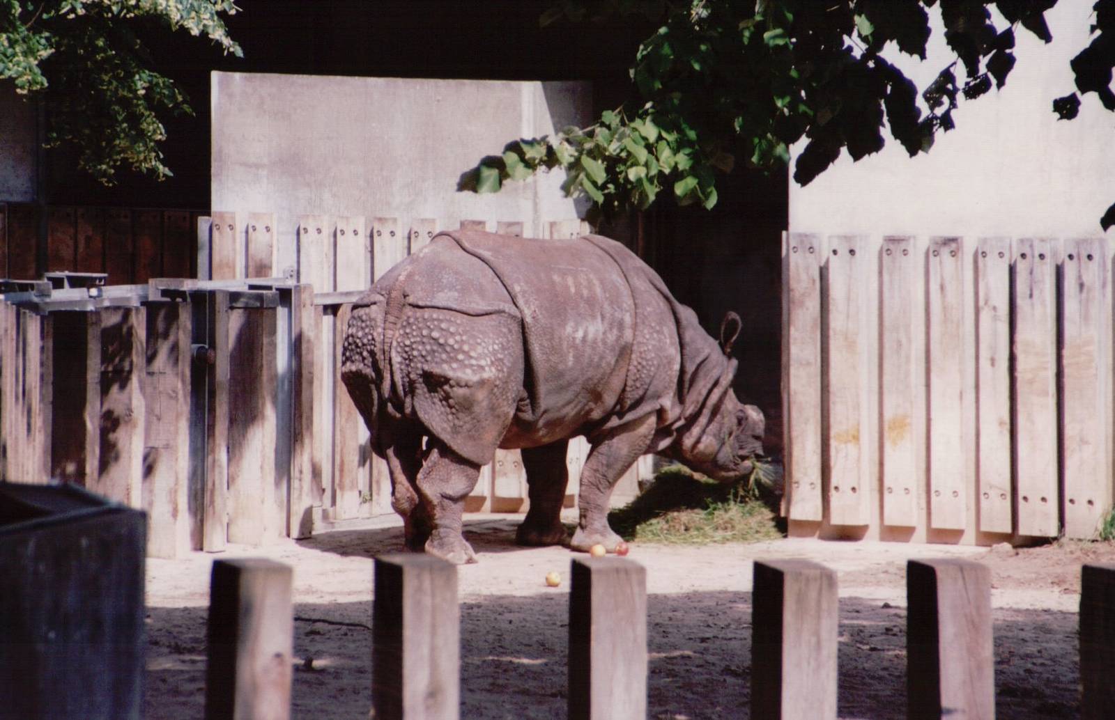 Stuttgart 1999 - Indian Rhinoceros