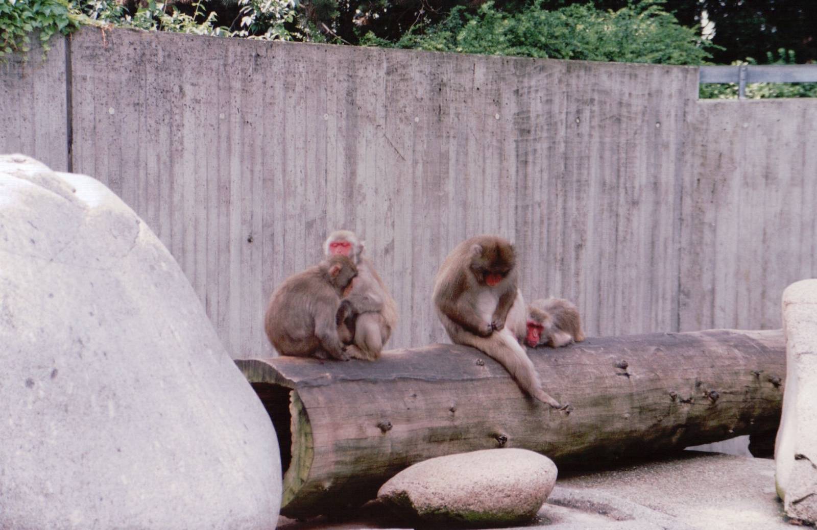 Stuttgart 1999 - Japanese Macaques