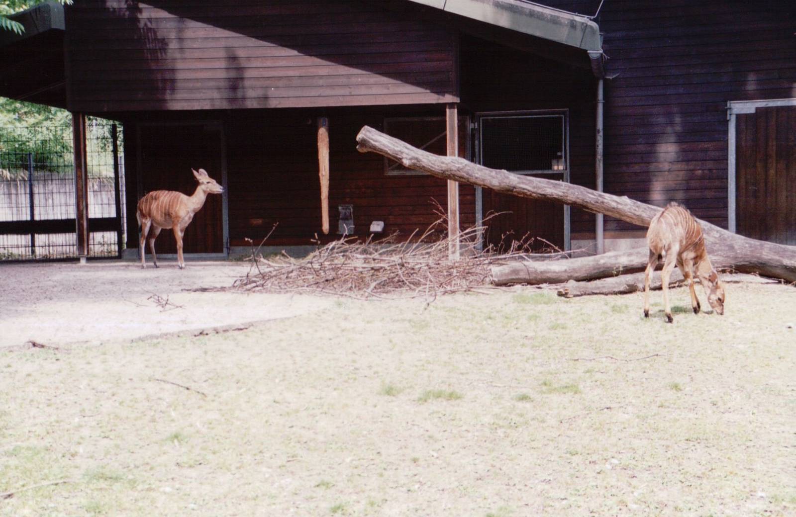 Stuttgart 1999 - Lowland Nyala