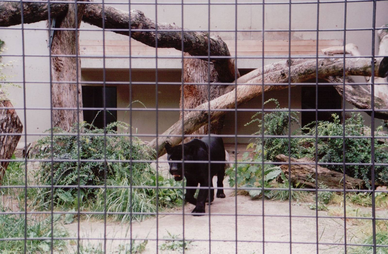 Stuttgart 1999 - Melanistic Jaguar