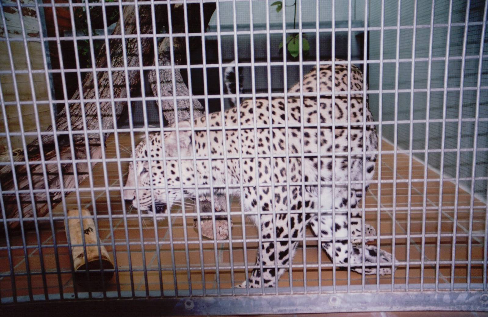 Stuttgart 1999 - North Persian Leopard