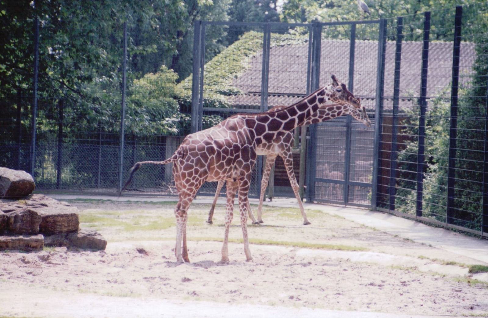 Stuttgart 1999 - Part of the Reticulated Giraffe exhibit