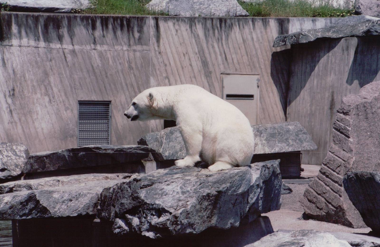 Stuttgart 1999 - Polar Bear