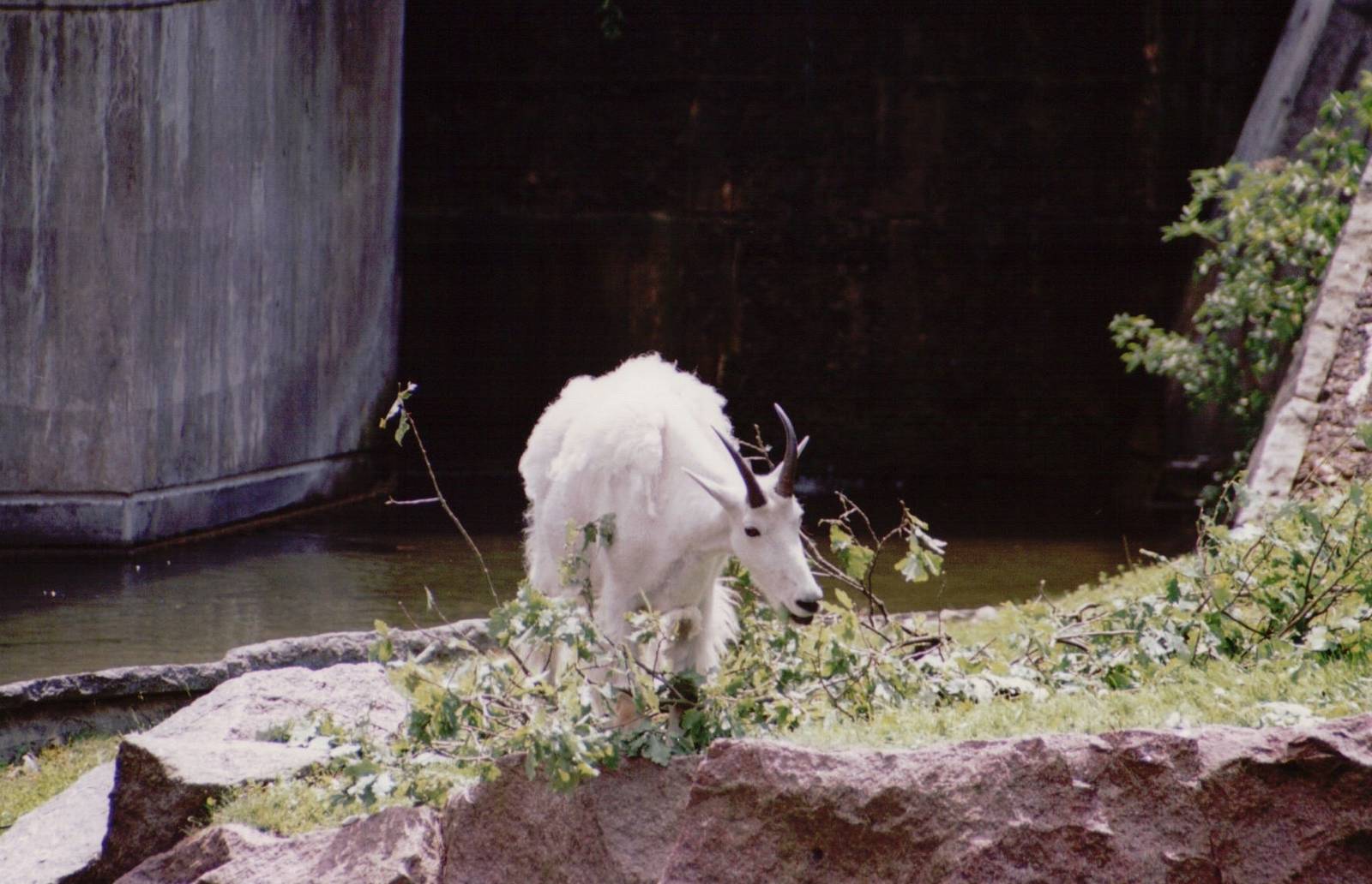 Stuttgart 1999 - Rocky Mountain Goat