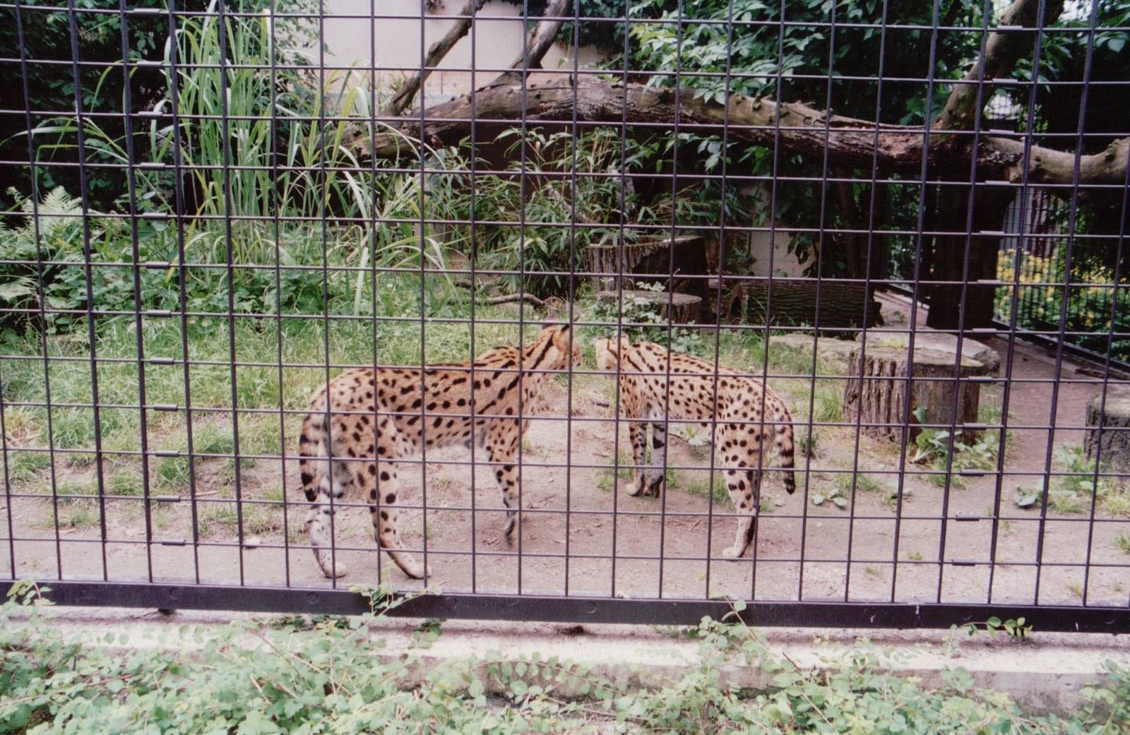 Stuttgart 1999 - Servals