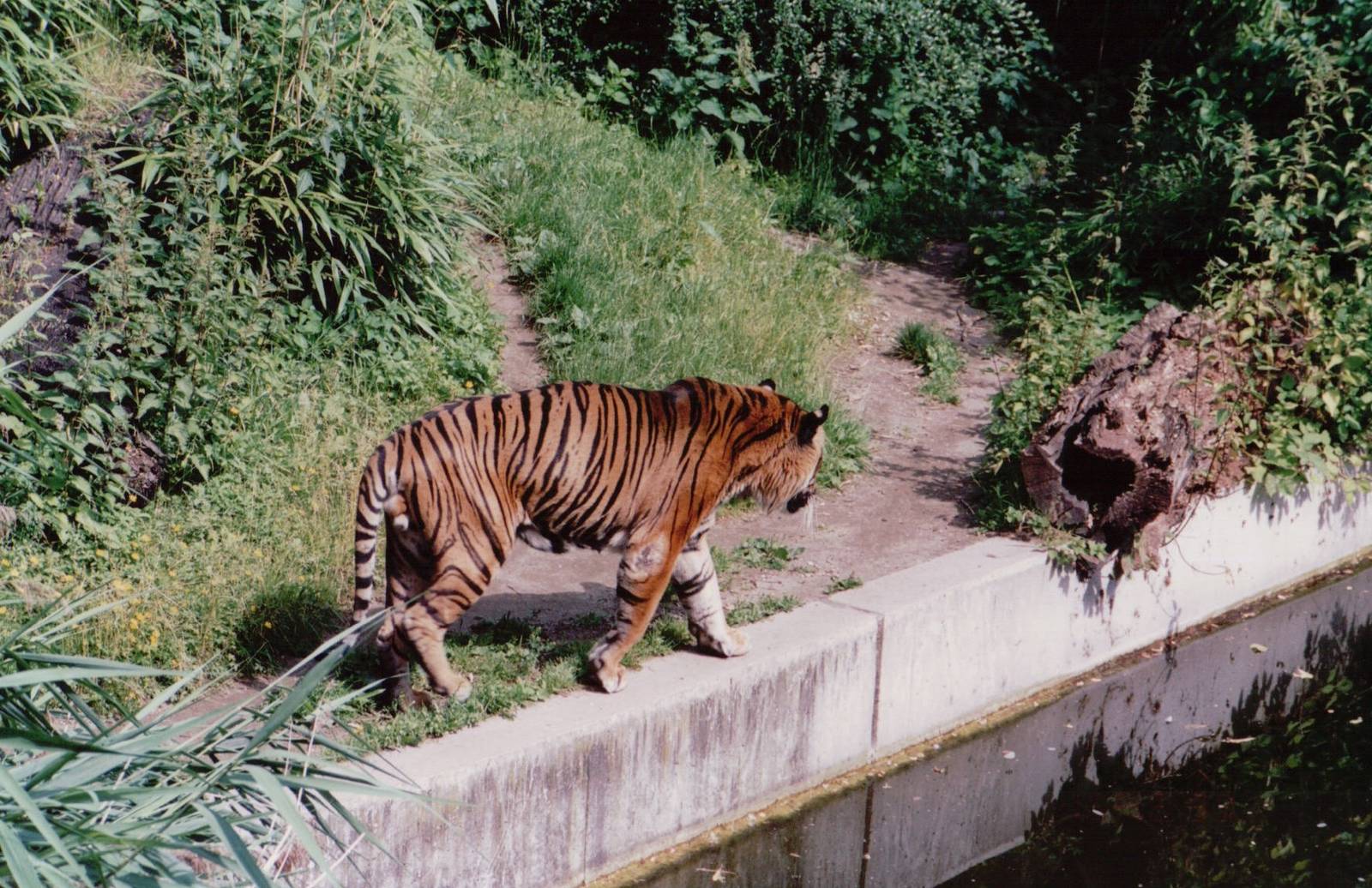 Stuttgart 1999 - Sumatran Tiger