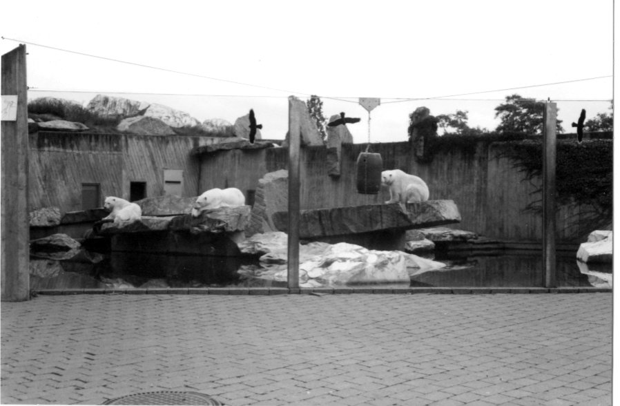 Stuttgart's Polar Bear enclosure 2001