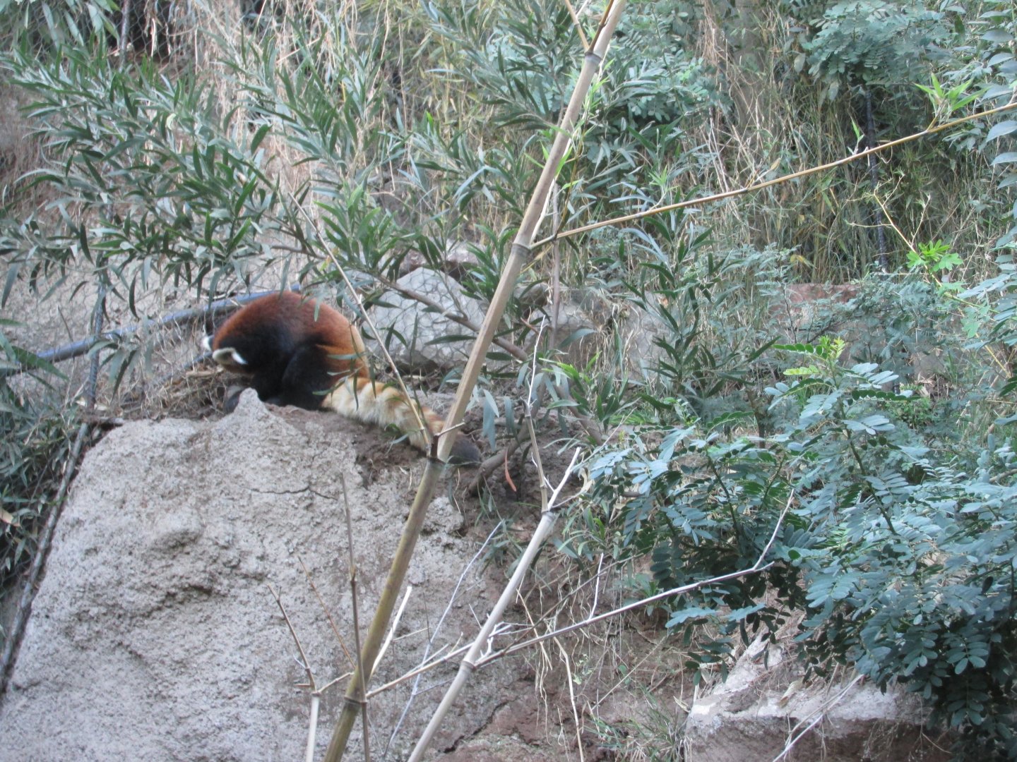 styan red panda