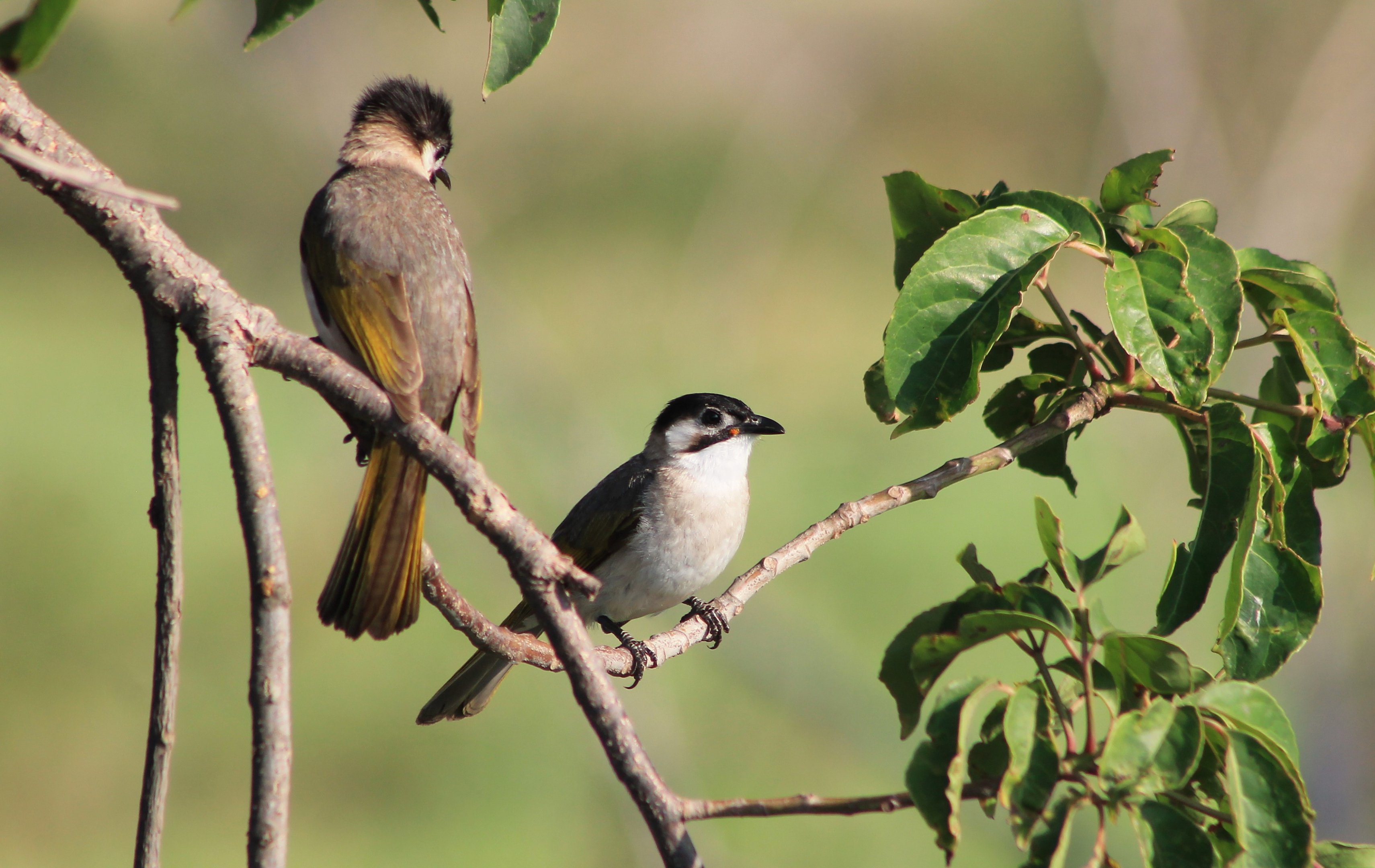 Styan's Bulbul (Pycnonotus taivanus)