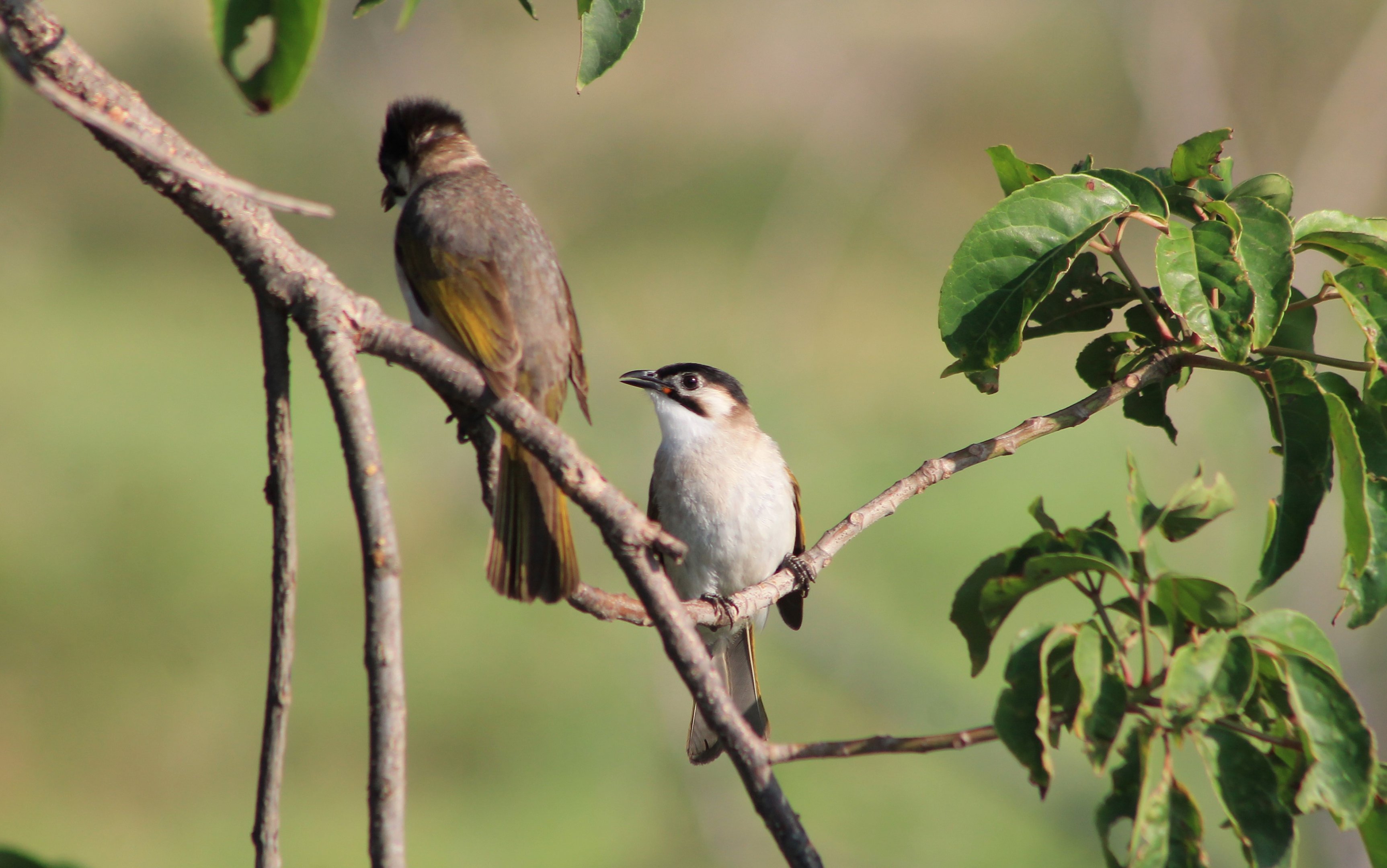 Styan's Bulbul (Pycnonotus taivanus)