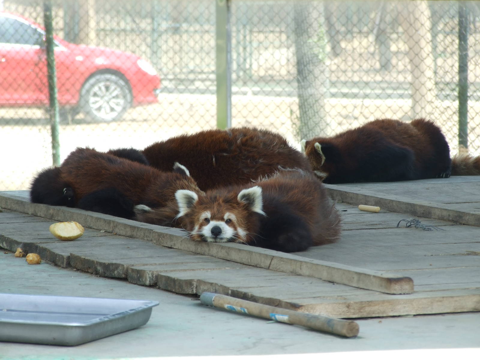 Styan's red panda (Ailurus fulgens styani)