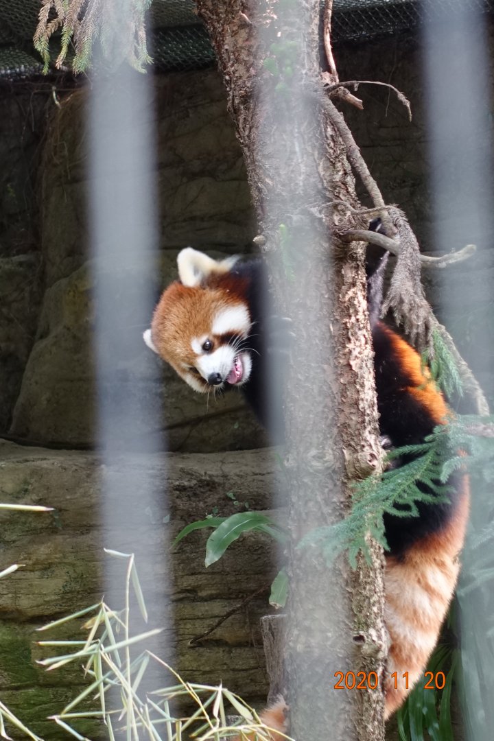 Styan's Red Panda (Ailurus styani)