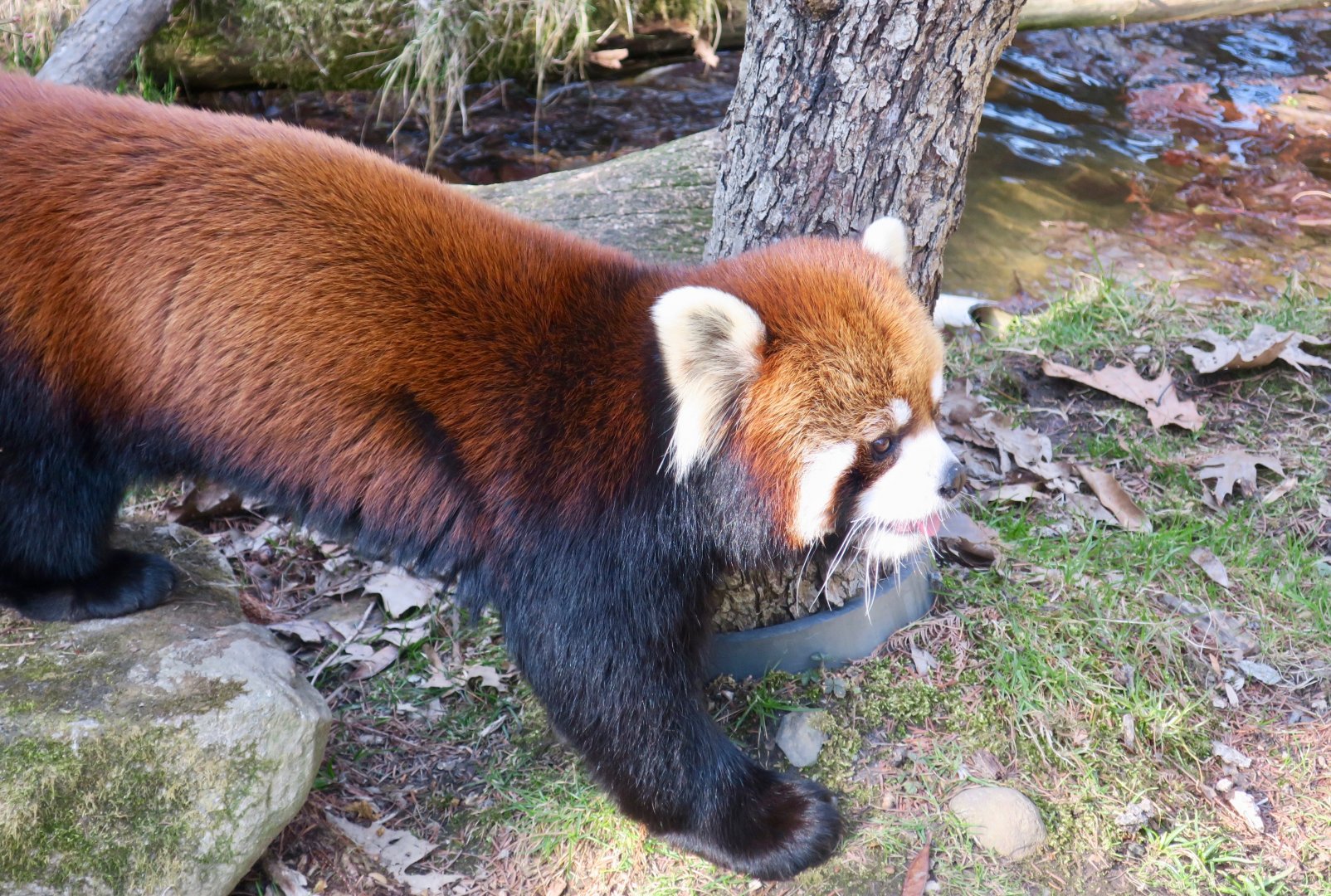 Styan's Red Panda (Ailurus styani)