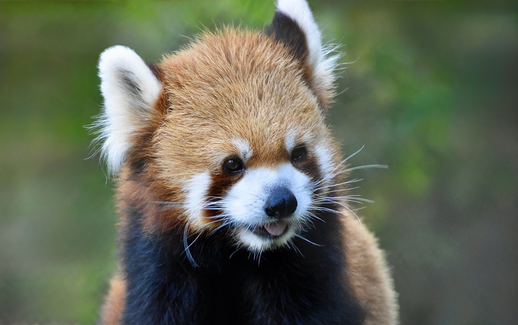 Styan's Red Panda (Ailurus styani)