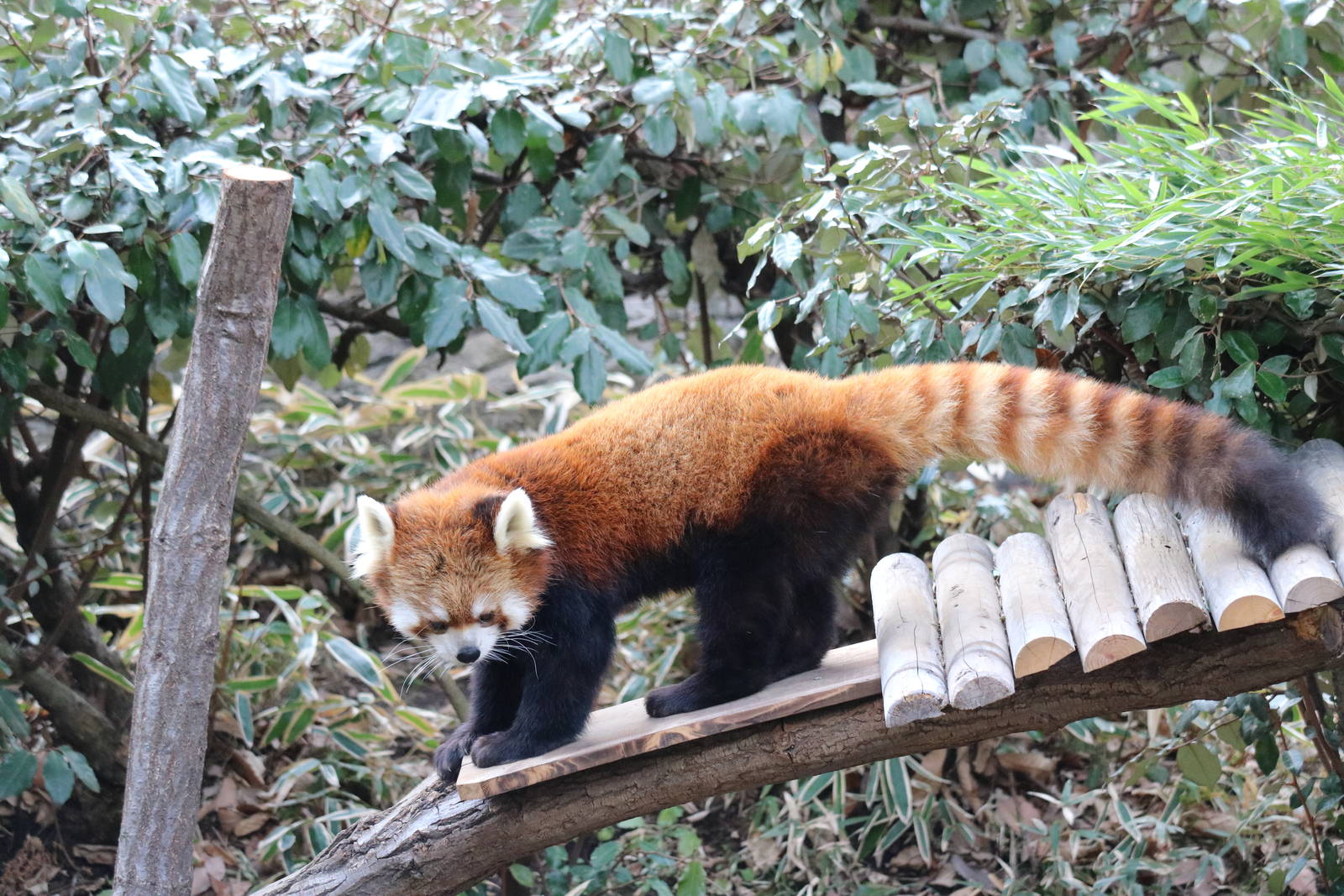 Styan's red panda, February 2016
