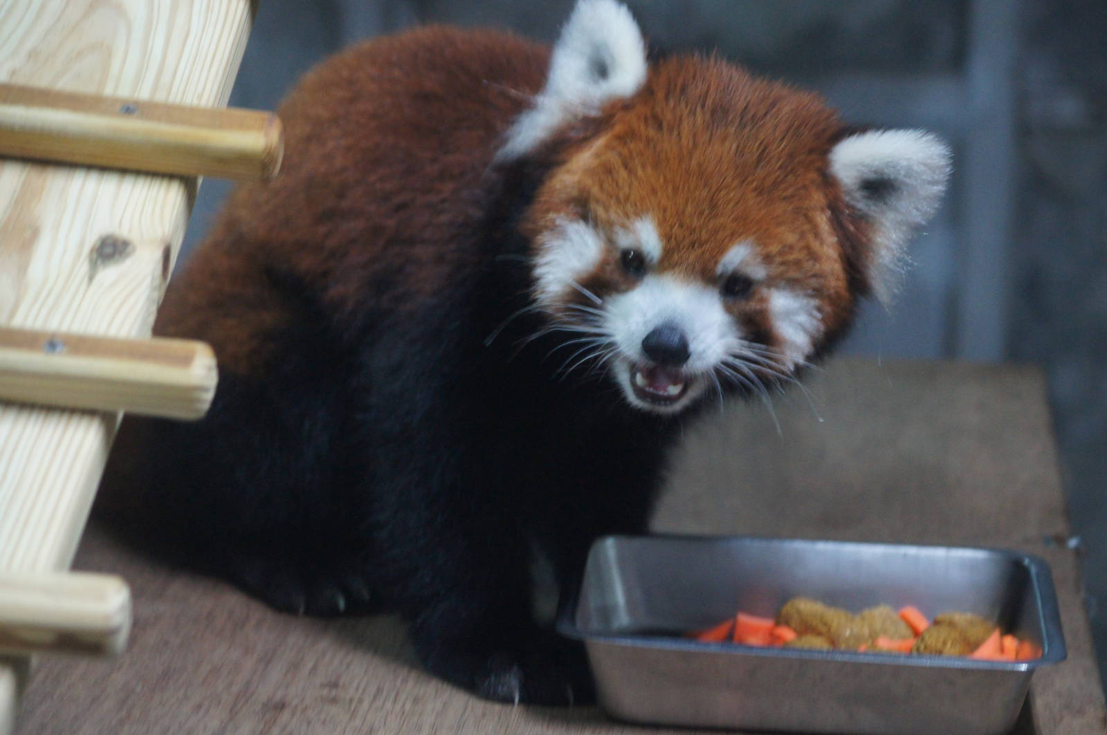 Styan's red panda