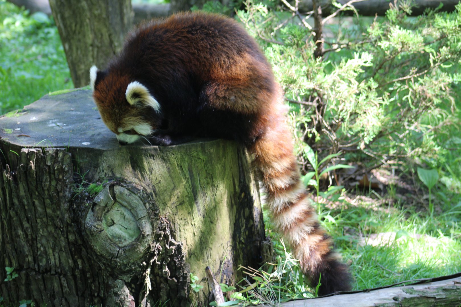 Styan's Red Panda