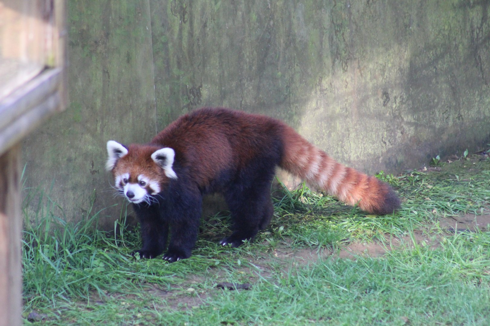 Styan's Red Panda