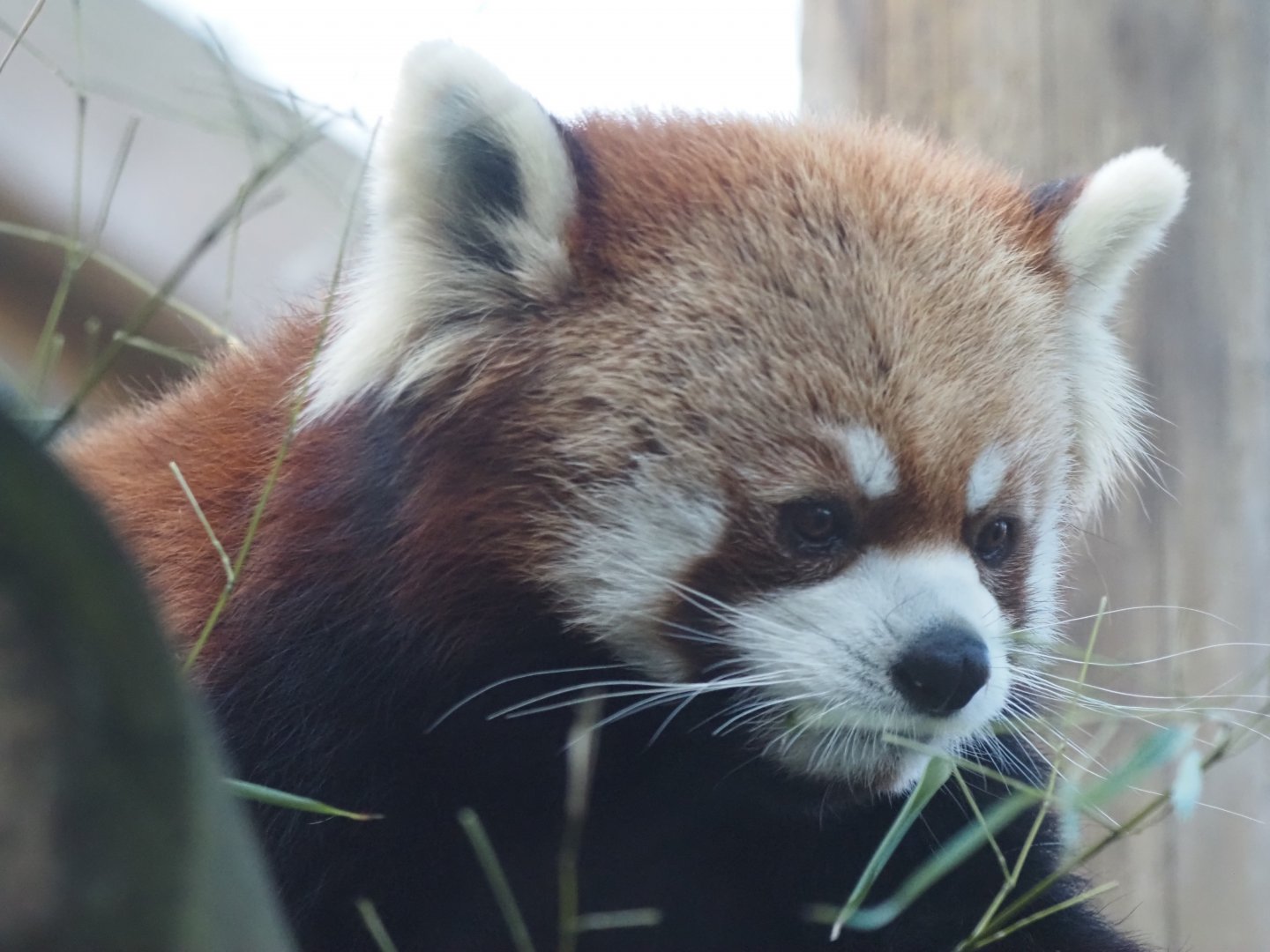 Styan's Red Panda