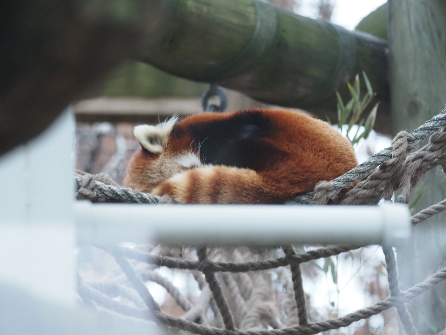 Styan's Red Panda
