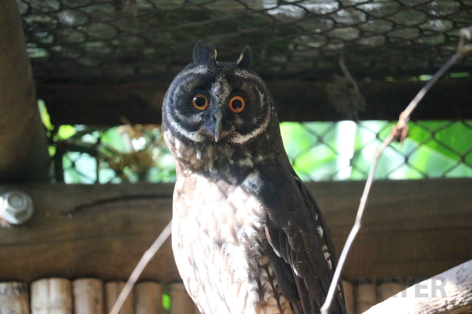 Stygian owl, May 2016