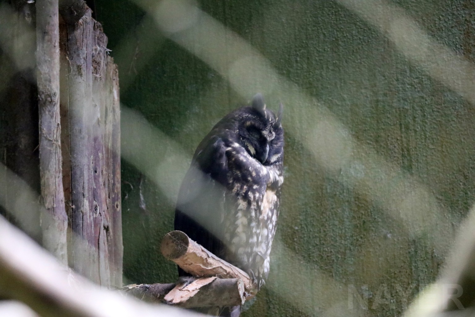 Stygian owl, May 2016