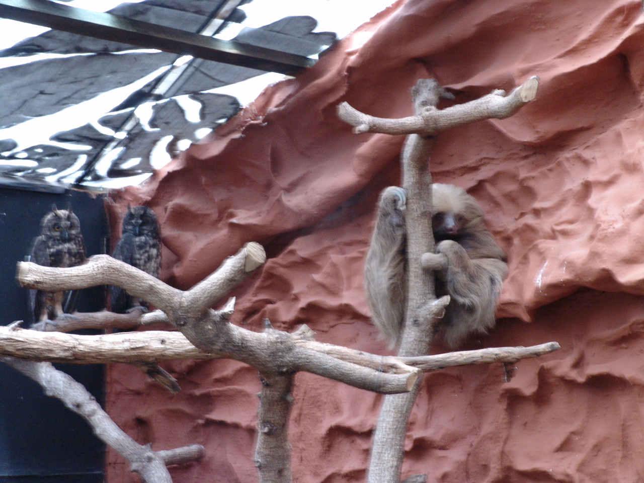 Stygian Owls (Asio stygius) and a Hoffmann's Two-toed Sloth (Choloepus hoff
