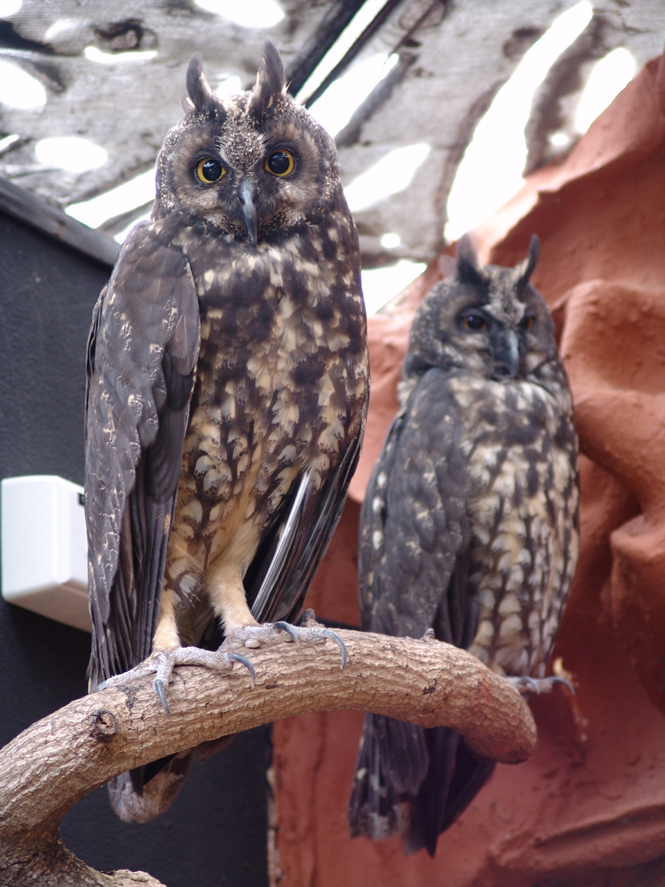 Stygian Owls (Asio stygius)