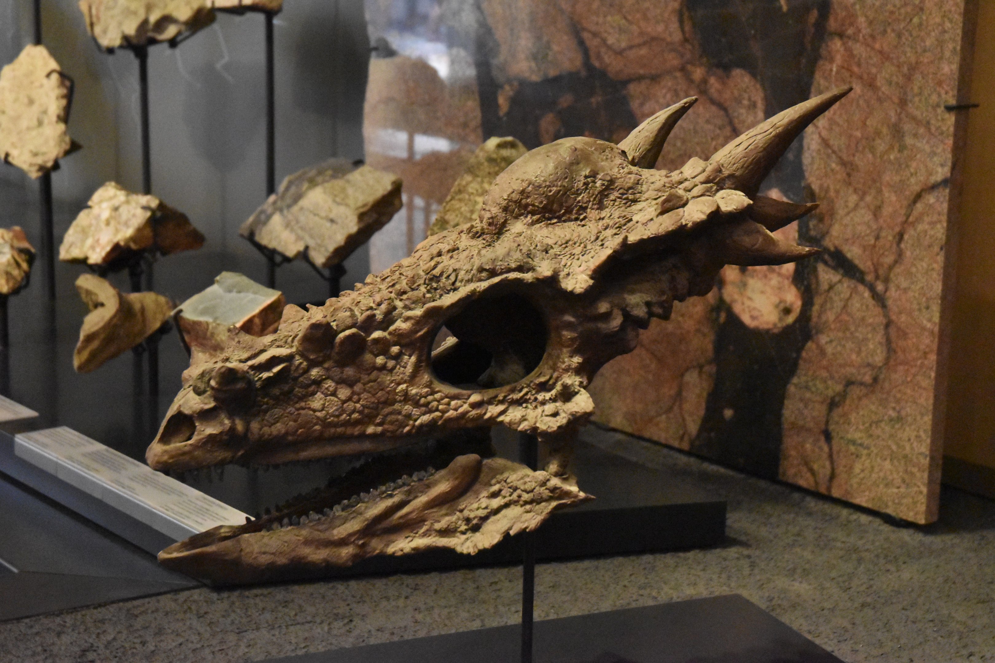 Stygimoloch Skull Museum für Naturkunde, Berlin, 7th June 2023
