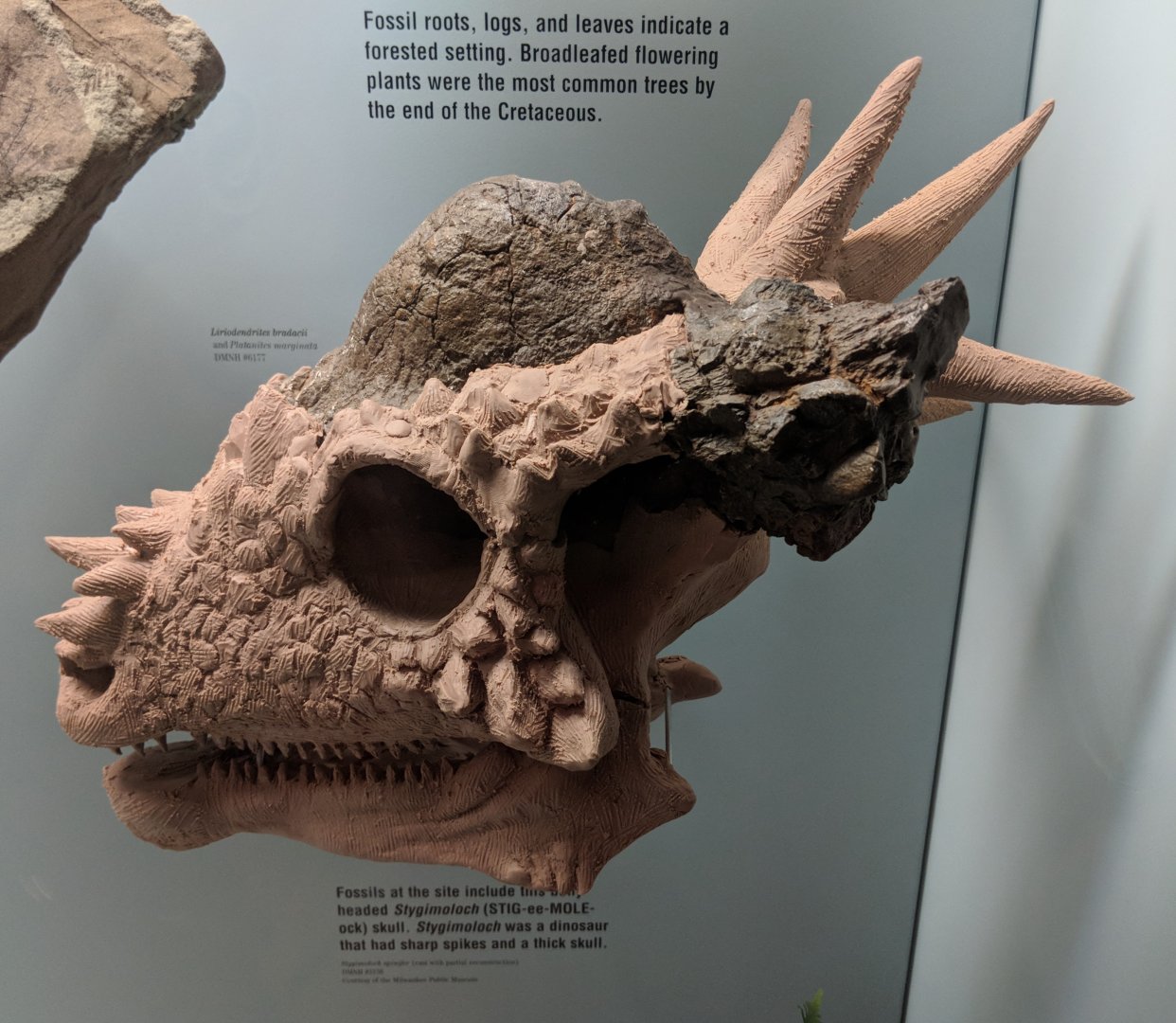 Stygimoloch spinifer skull cast