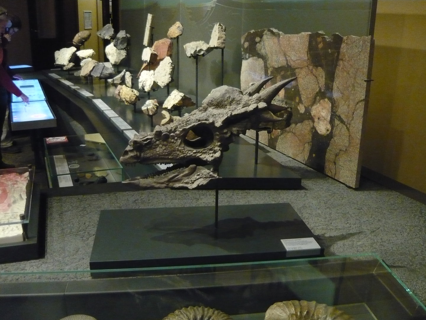 "Stygimoloch spinifer" skull