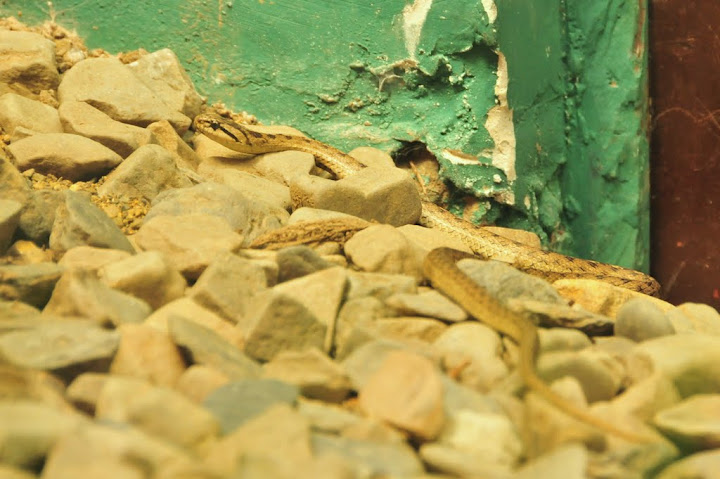 Stylish snaky Reptile house