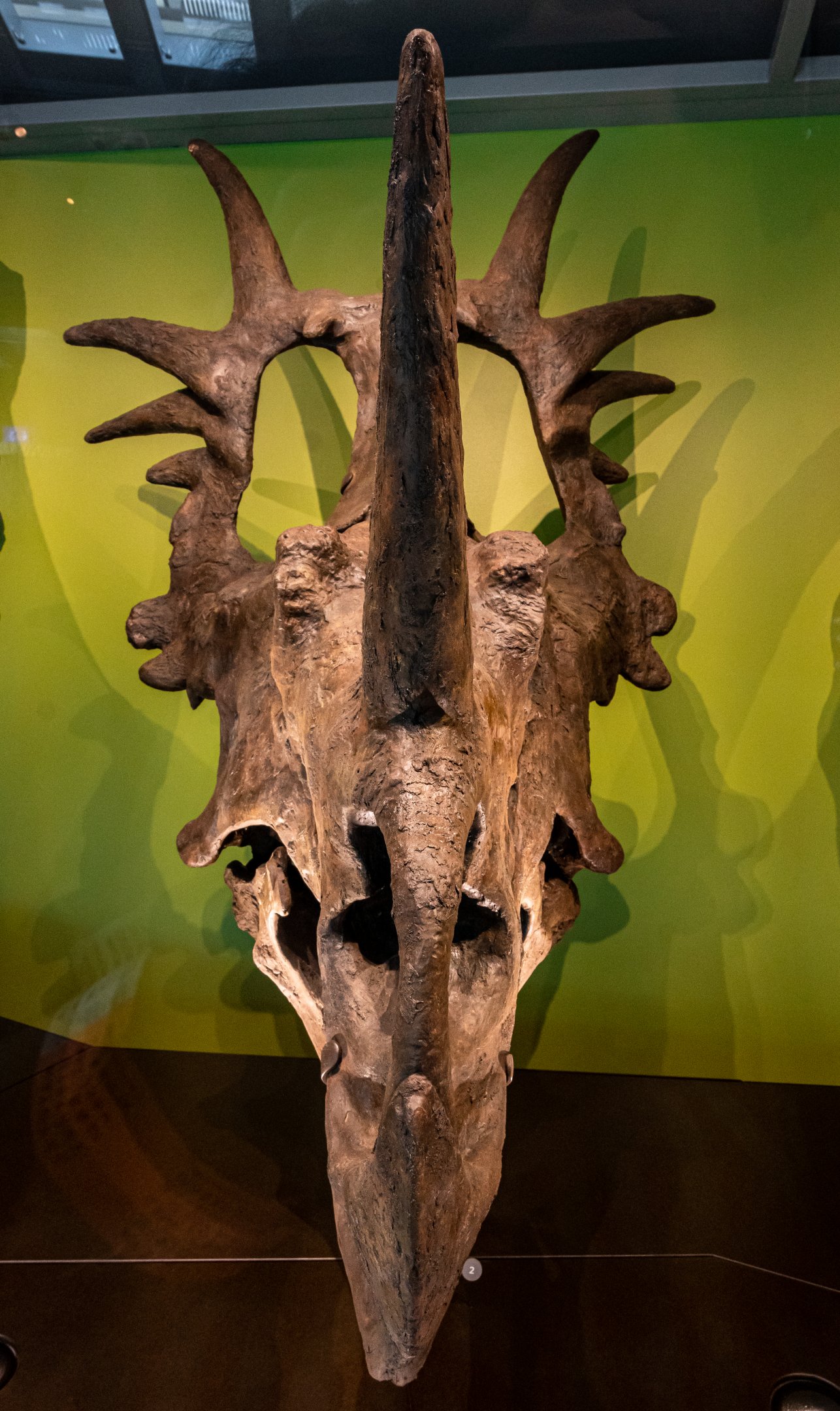 Styracosaurus cast